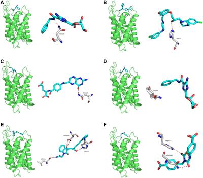 A Bioinformatics Analysis of the Potential Roles of Aquaporin 4 in Human Brain Tumors: An Immune-Related Process